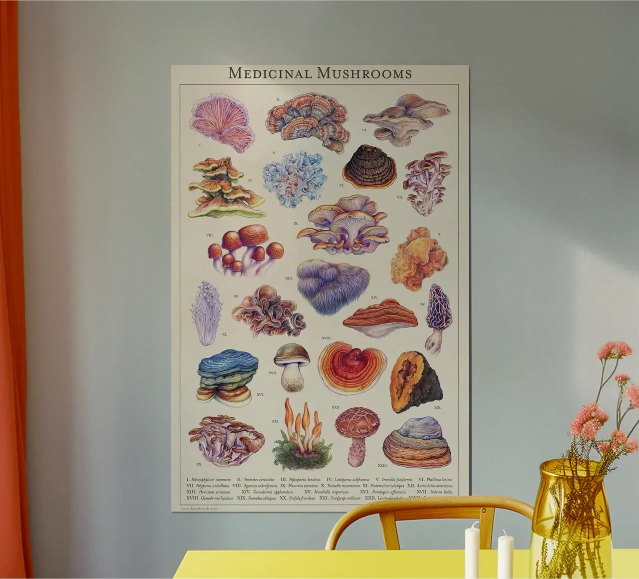 funghi funghi medicinali poster da Amber Hughes