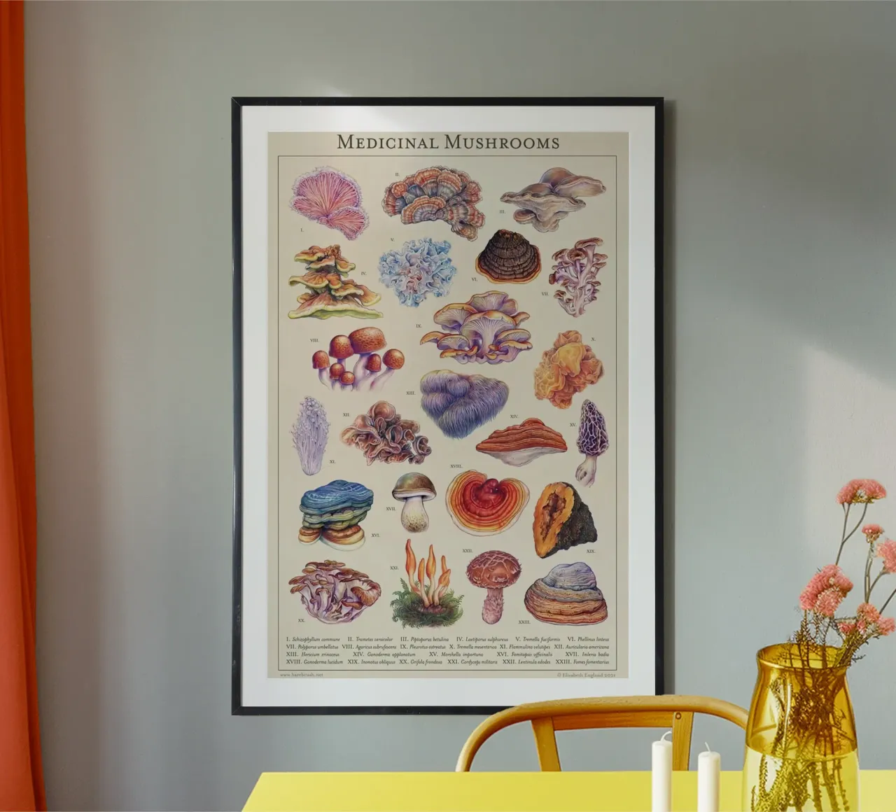 funghi funghi medicinali poster da Amber Hughes