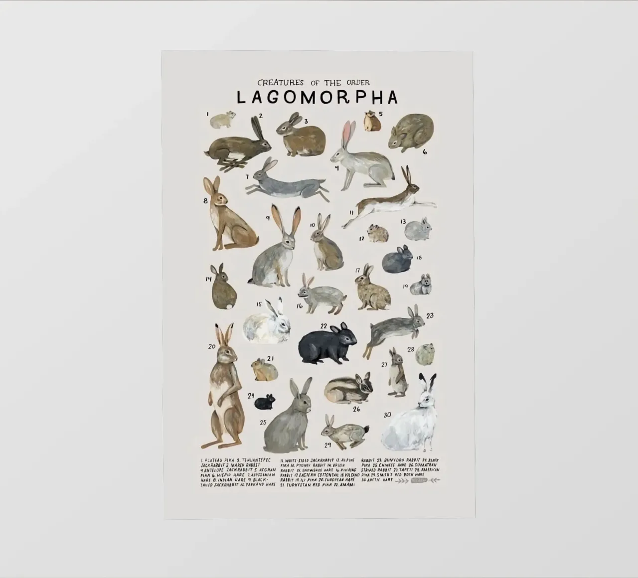 lagomorfi conigli telo in pvc da Amber Hughes