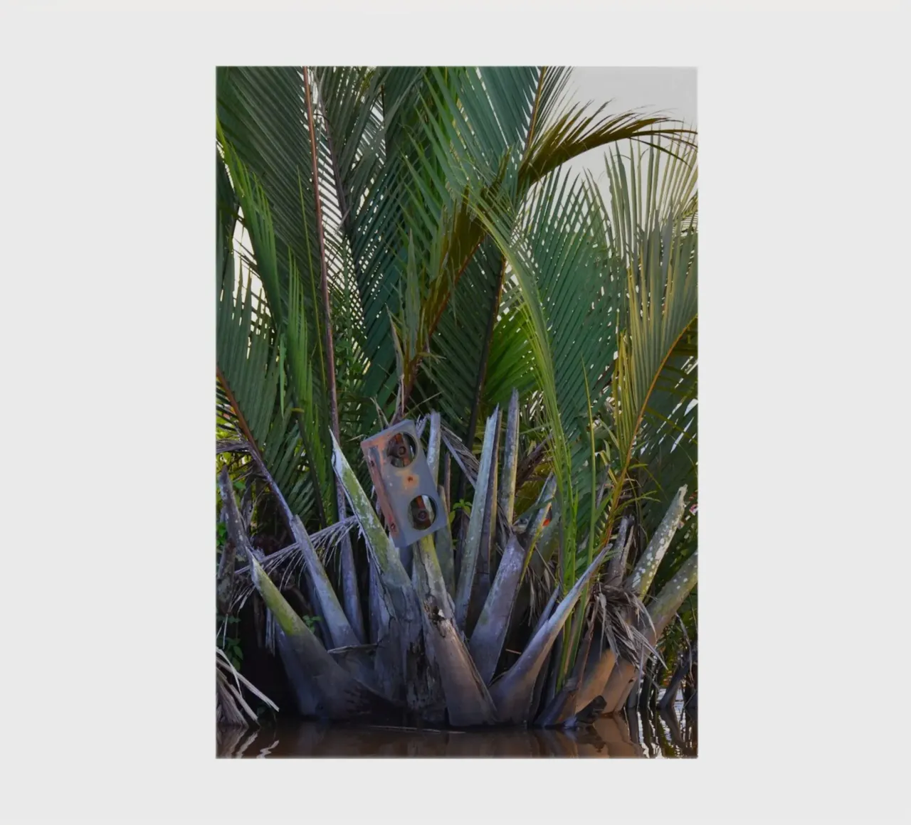 Speaker caught in Nipa Palm in the Klias Peninsula notebook by byrieneke