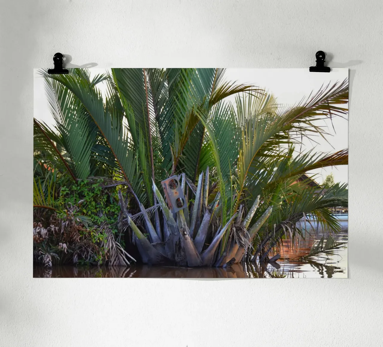 Speaker caught in Nipa Palm in the Klias Peninsula hahnemühle by byrieneke