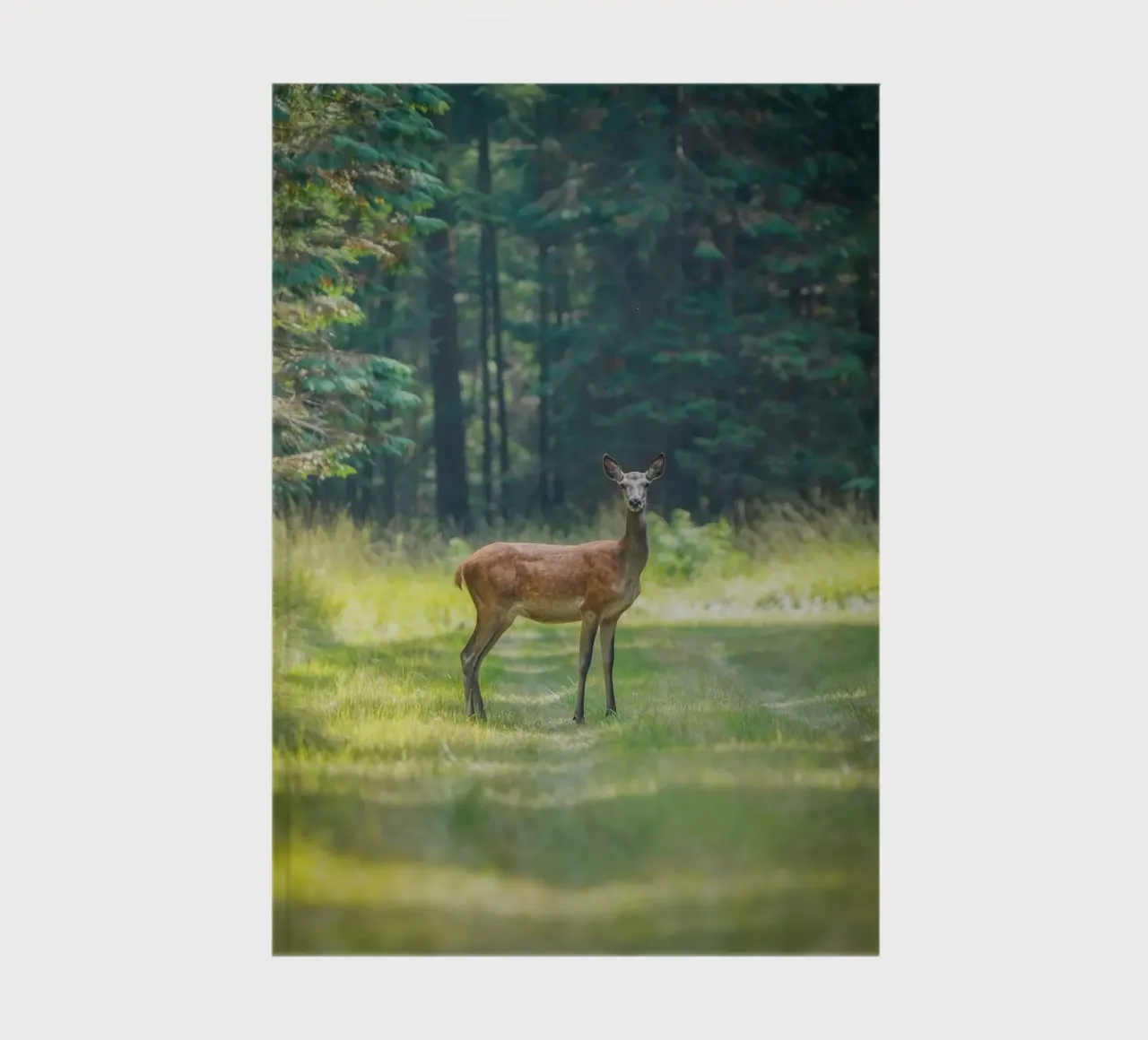 Red deer in the foret notebook by Tom's Wildlife