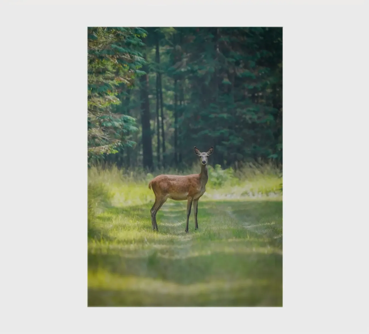 Red deer in the foret notebook by Tom's Wildlife
