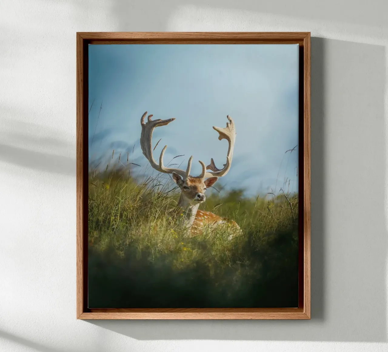 Fallow deer enjoying the sun canvas with Floater frame by Tom's Wildlife
