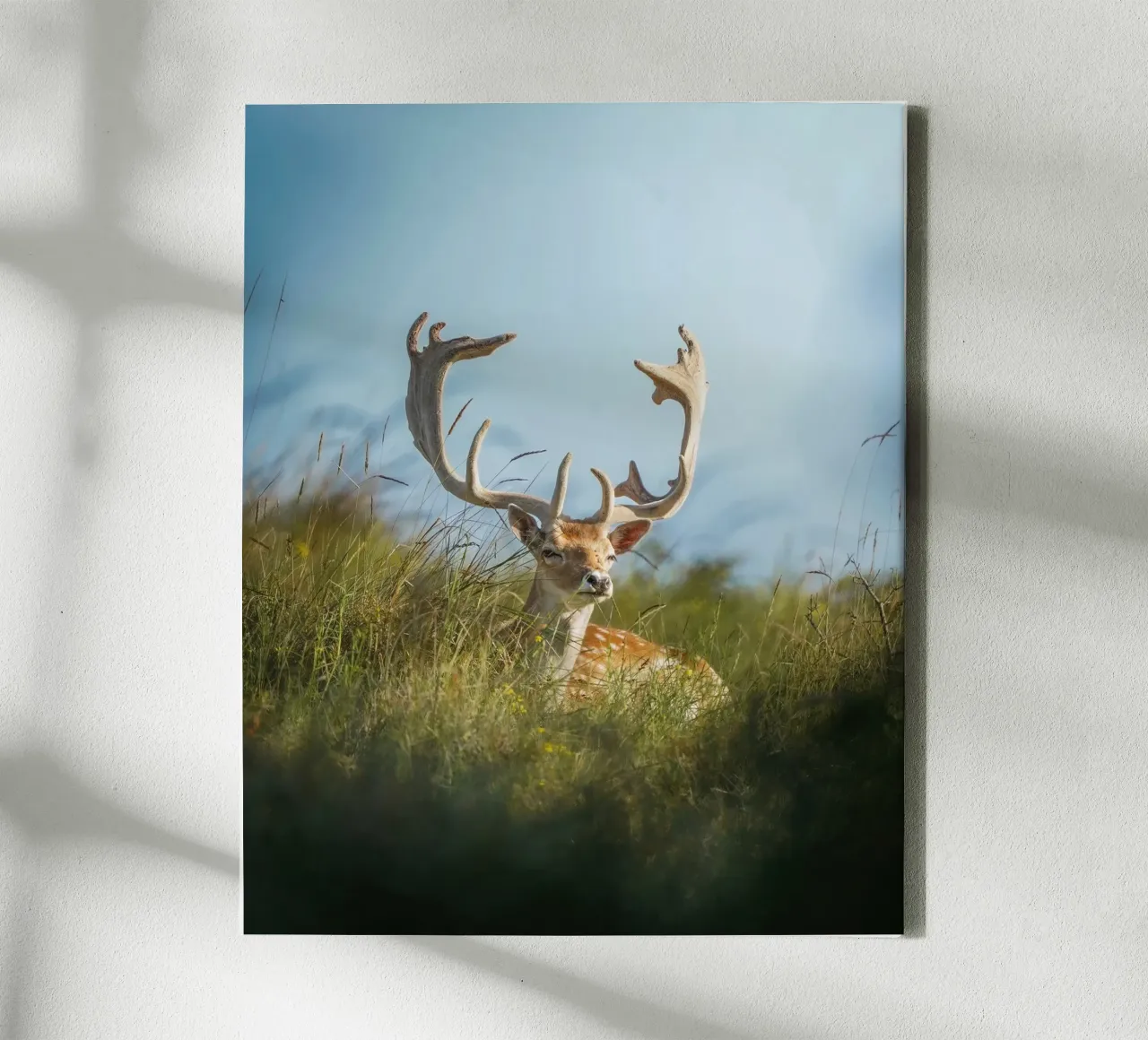 Fallow deer enjoying the sun canvas with Floater frame by Tom's Wildlife