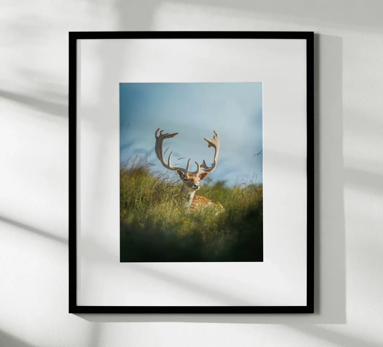 Fallow deer enjoying the sun poster by Tom's Wildlife