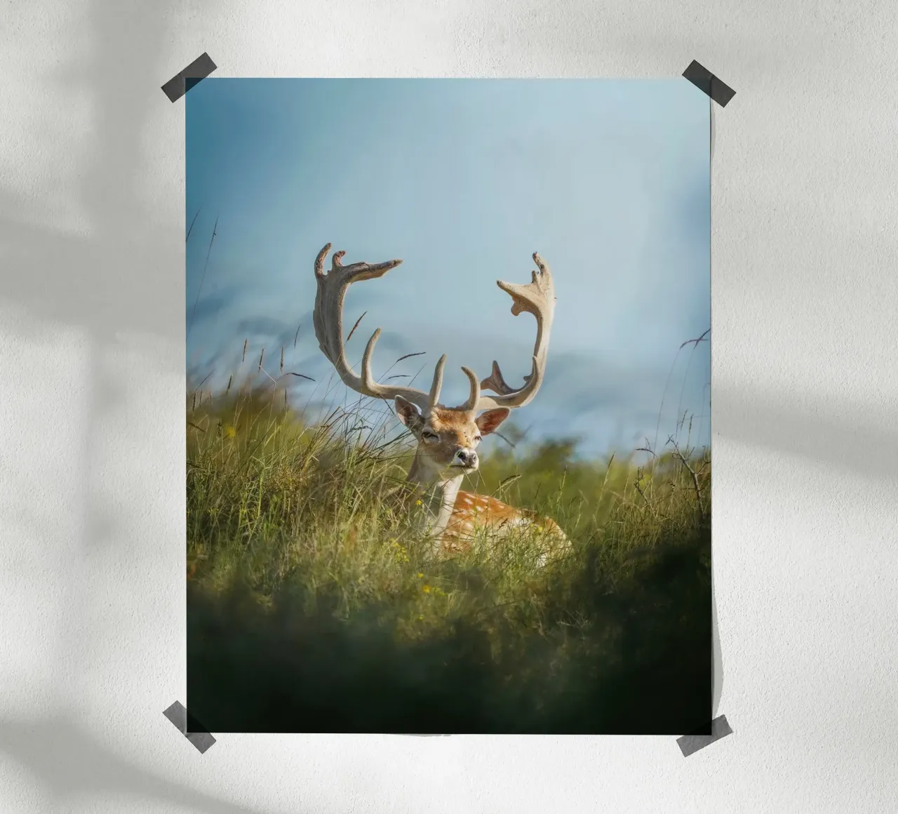 Fallow deer enjoying the sun poster by Tom's Wildlife