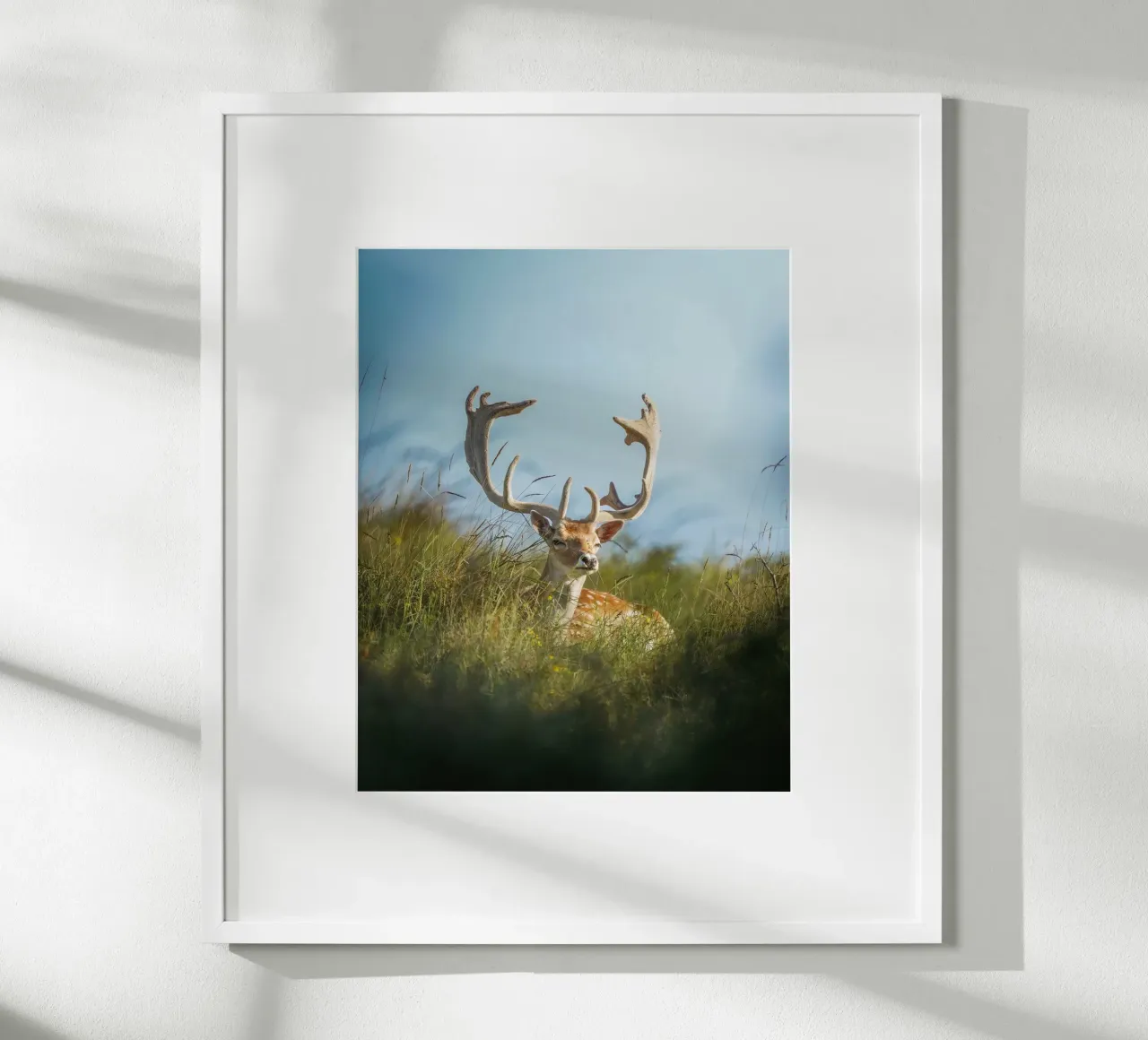 Fallow deer enjoying the sun poster by Tom's Wildlife