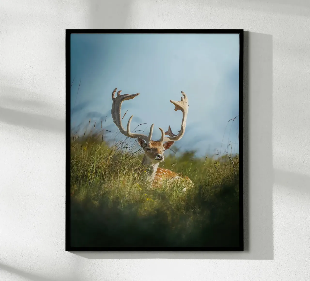 Fallow deer enjoying the sun poster by Tom's Wildlife