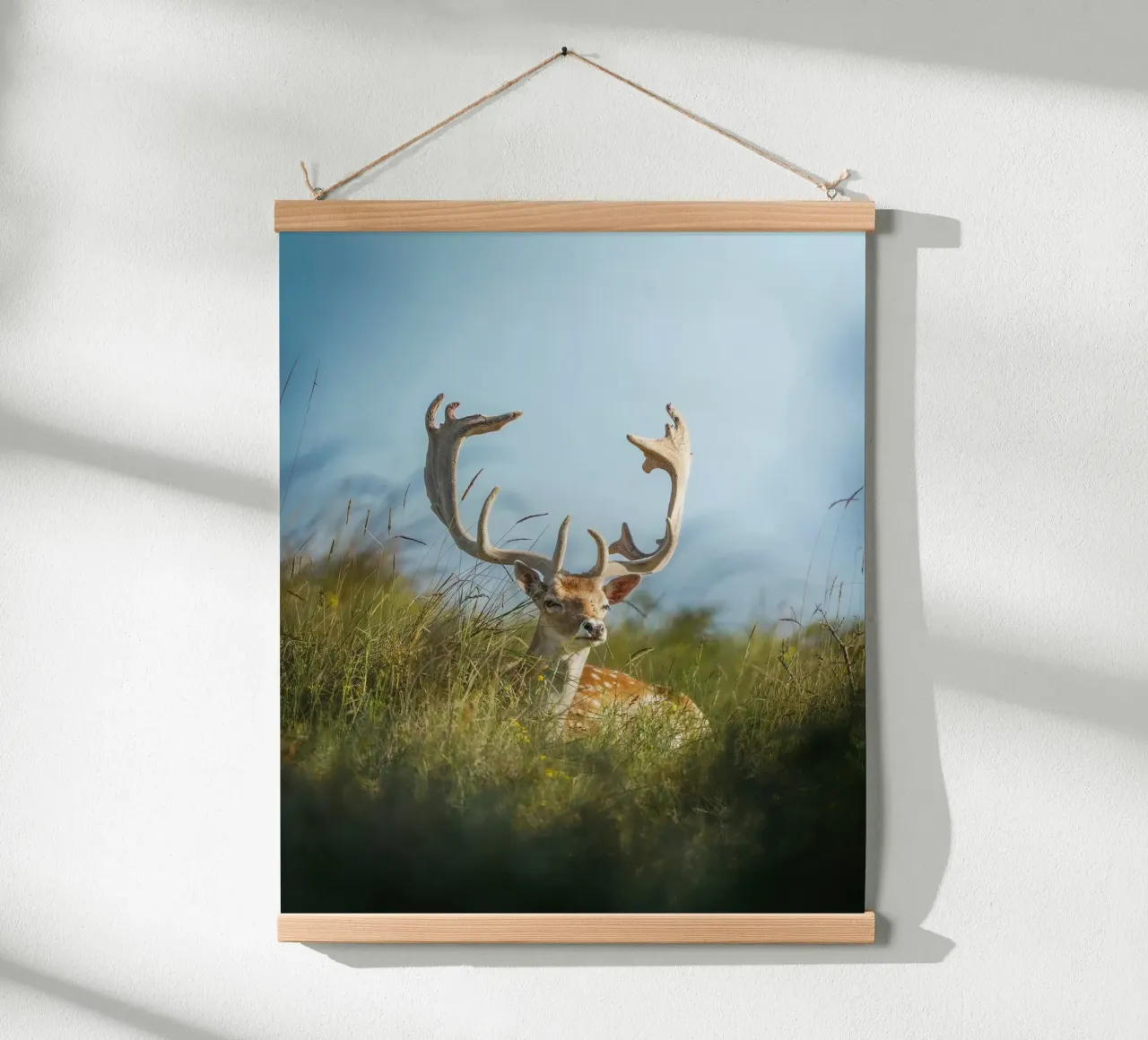 Fallow deer enjoying the sun poster by Tom's Wildlife