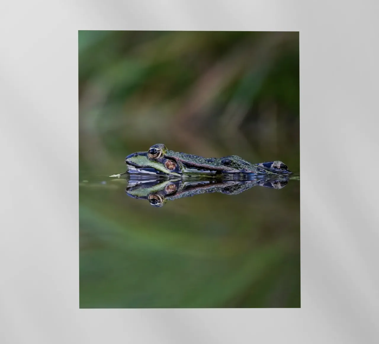 Frog reflection pellicola backlit da Tom's Wildlife