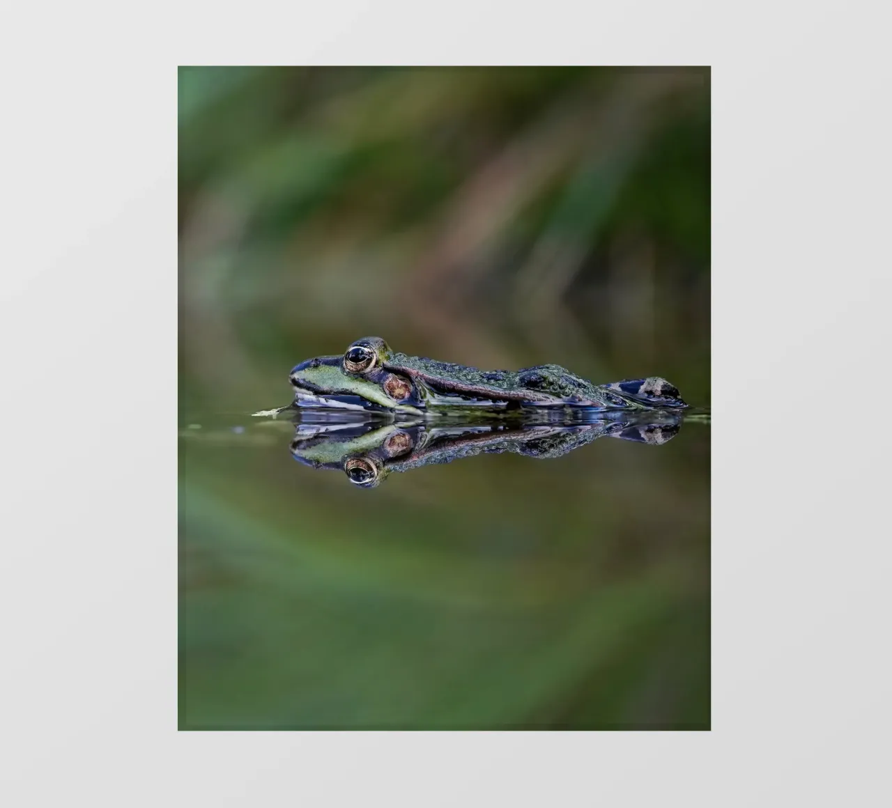 Frog reflection pellicola backlit da Tom's Wildlife