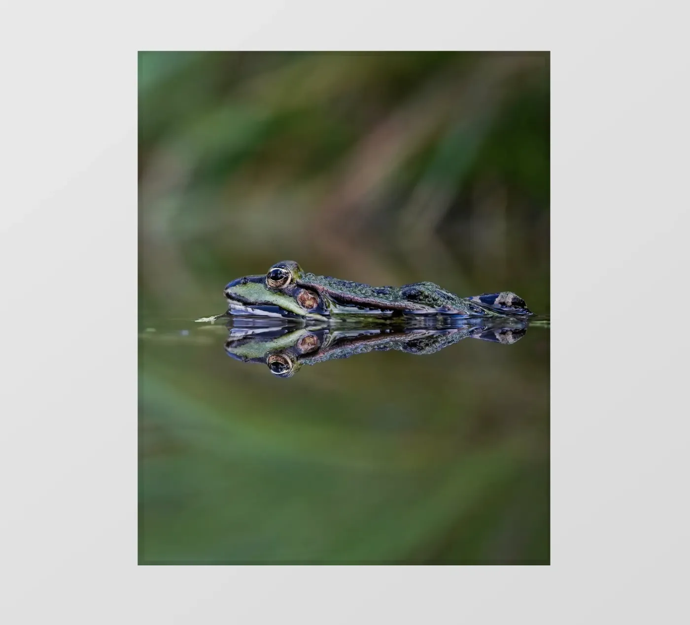 Riflesso di rana pellicola backlit da Tom's Wildlife