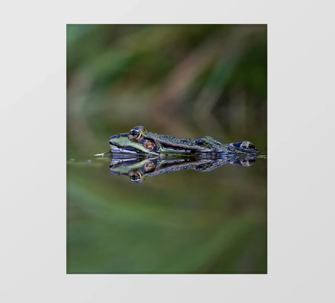 Frog reflection fotobehang van Tom's Wildlife