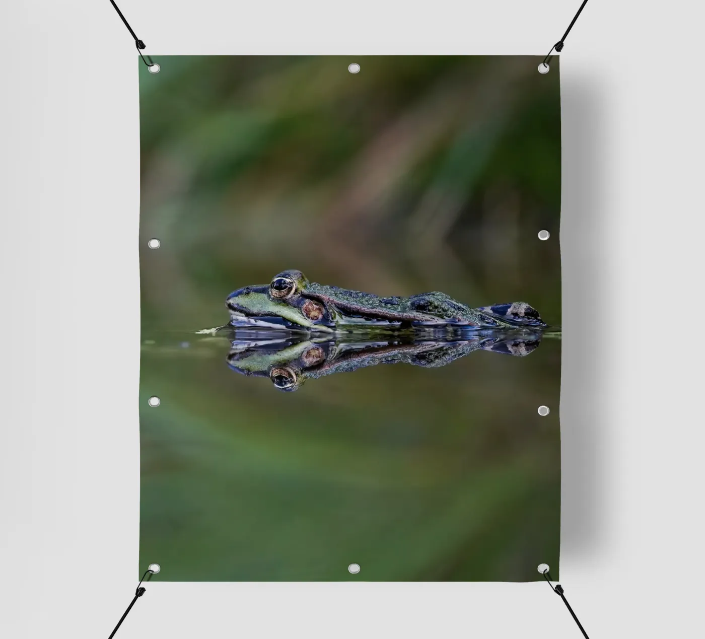 Frog reflection pvc cover by Tom's Wildlife