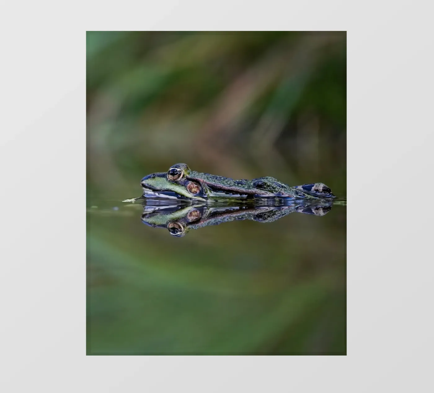 Frog reflection pvc cover by Tom's Wildlife