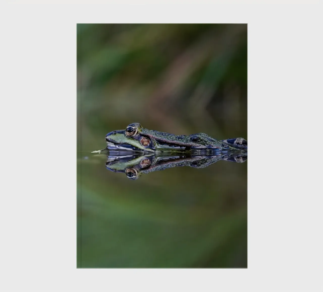 Frog reflection notebook by Tom's Wildlife