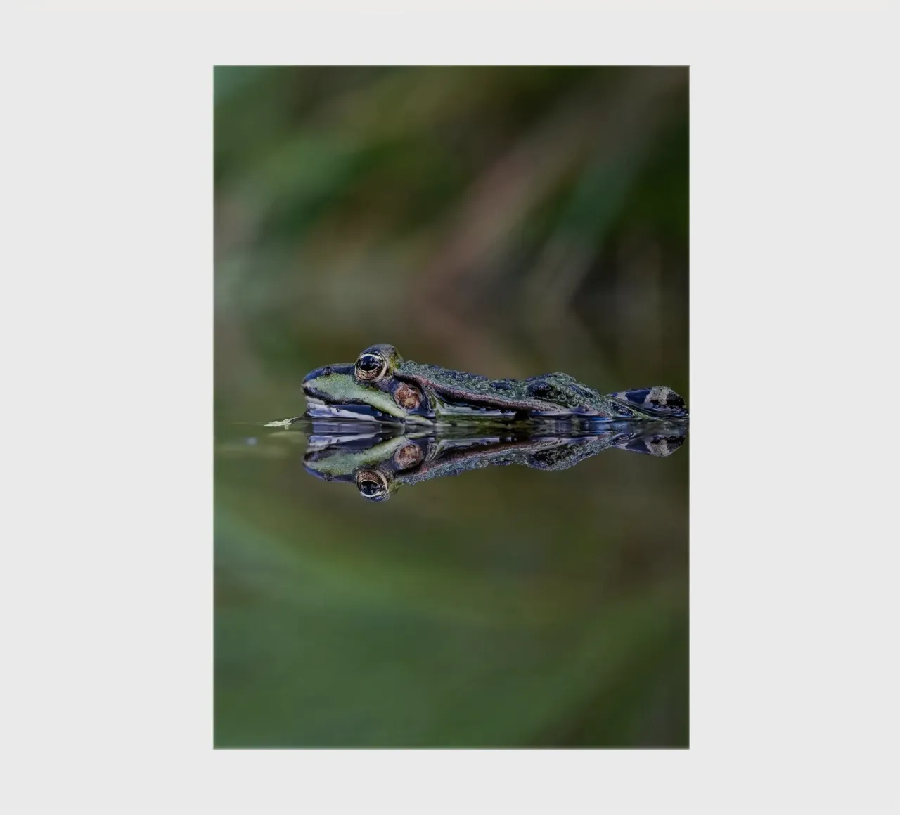 Frog reflection notebook by Tom's Wildlife