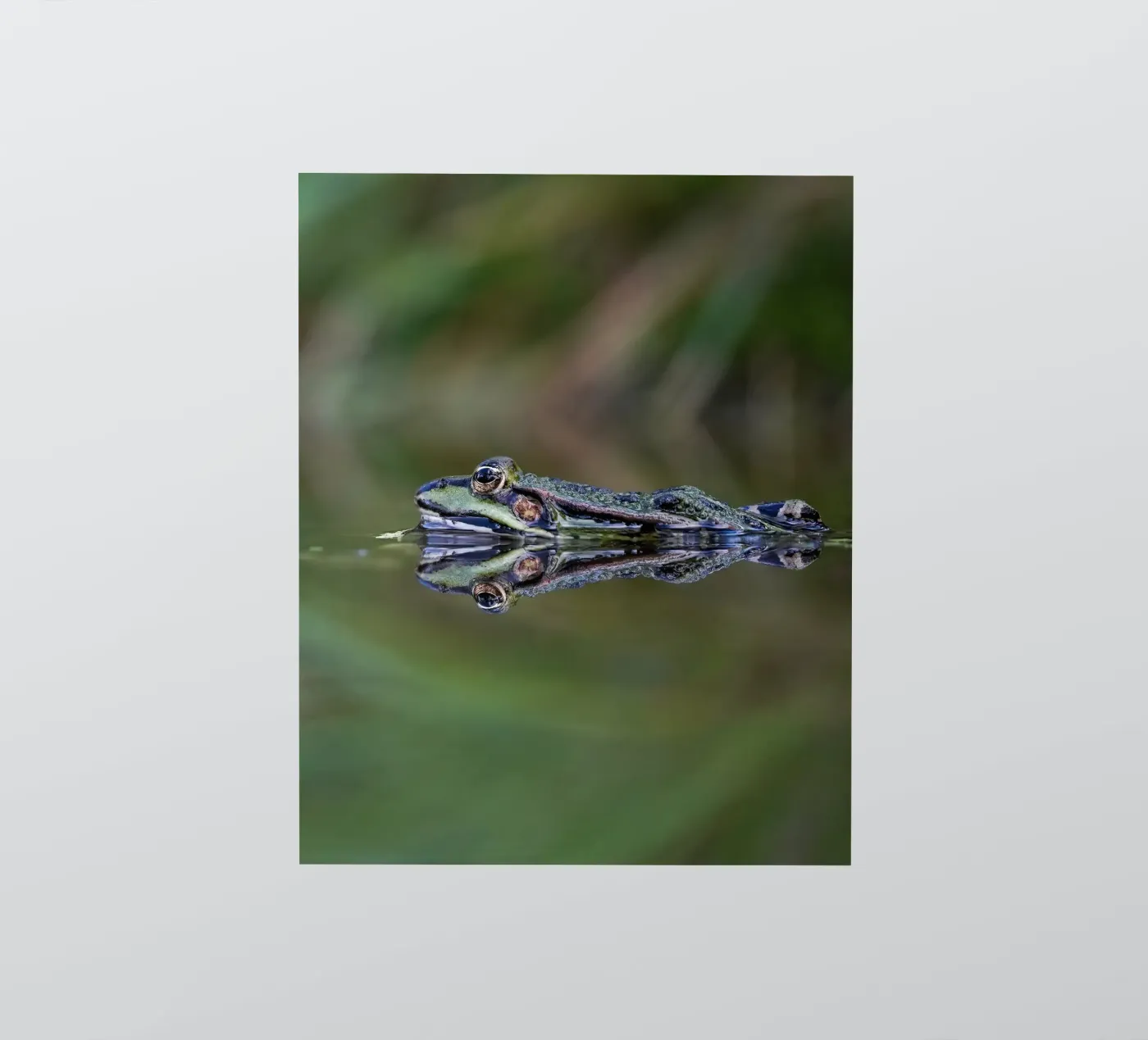 Frog reflection sticker van Tom's Wildlife