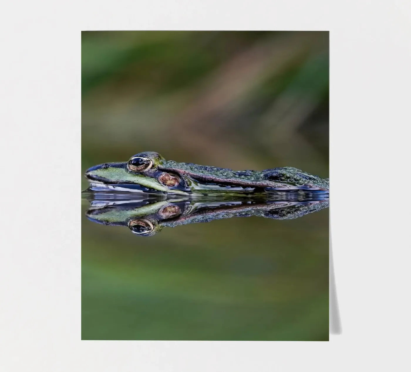 Réflexion sur les grenouilles planche autocollant de Tom's Wildlife