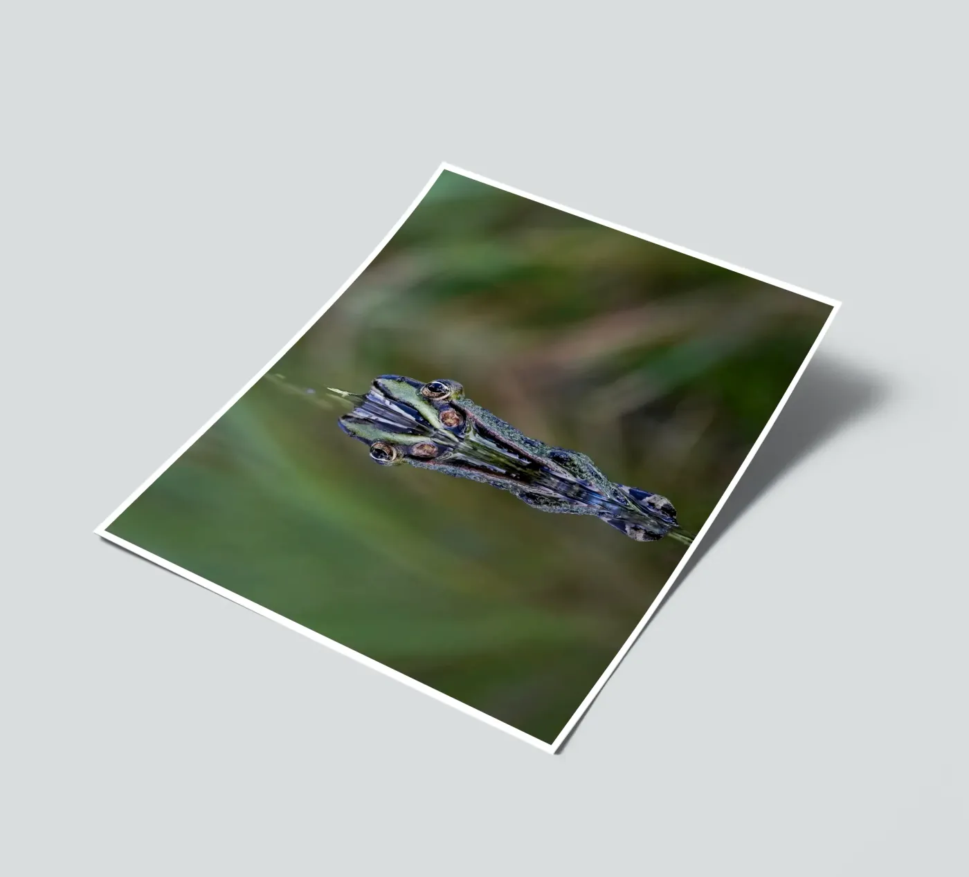 Réflexion sur les grenouilles planche autocollant de Tom's Wildlife