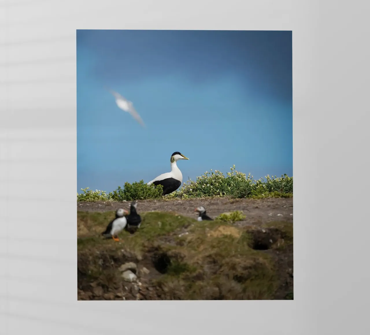 Edredone comune pellicola backlit da Tom's Wildlife