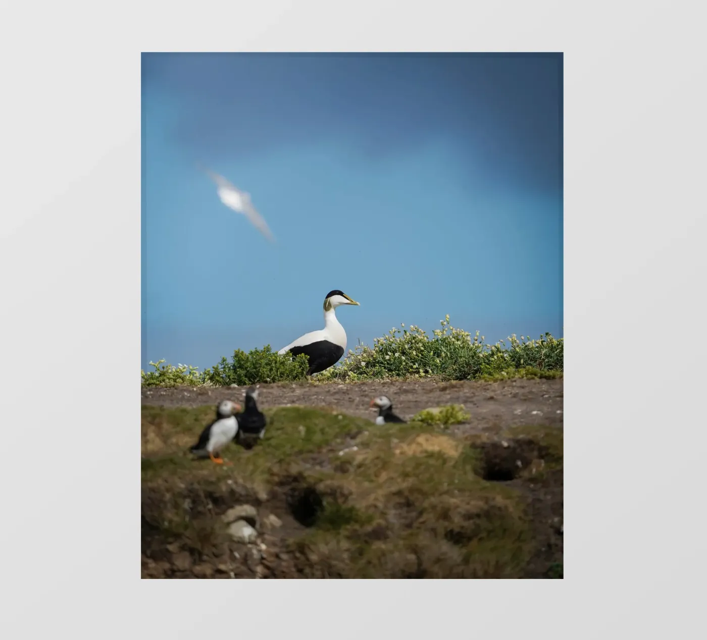 Edredone comune pellicola backlit da Tom's Wildlife