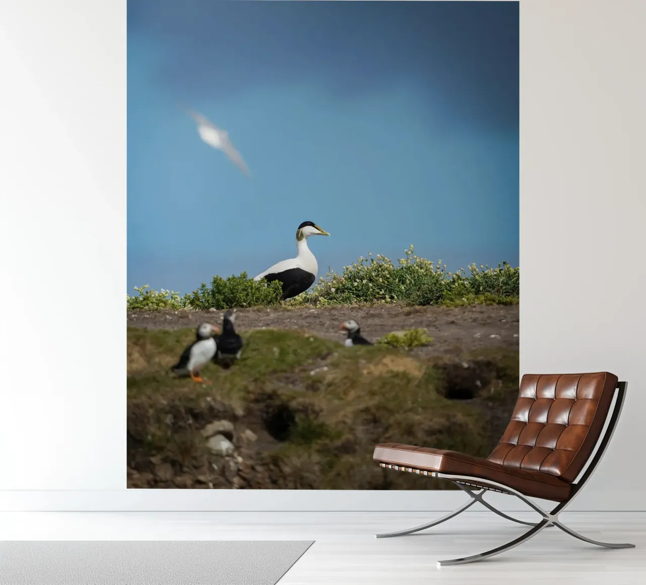 Common Eider fotobehang van Tom's Wildlife