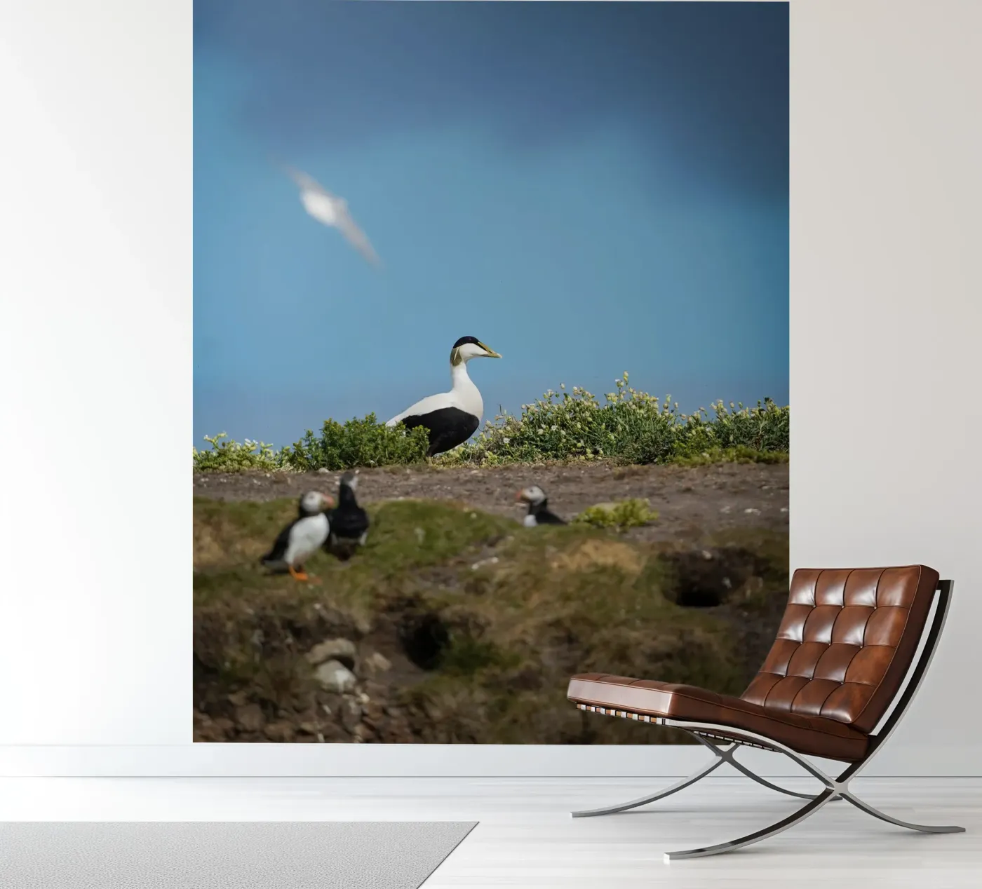 Common Eider fotobehang van Tom's Wildlife