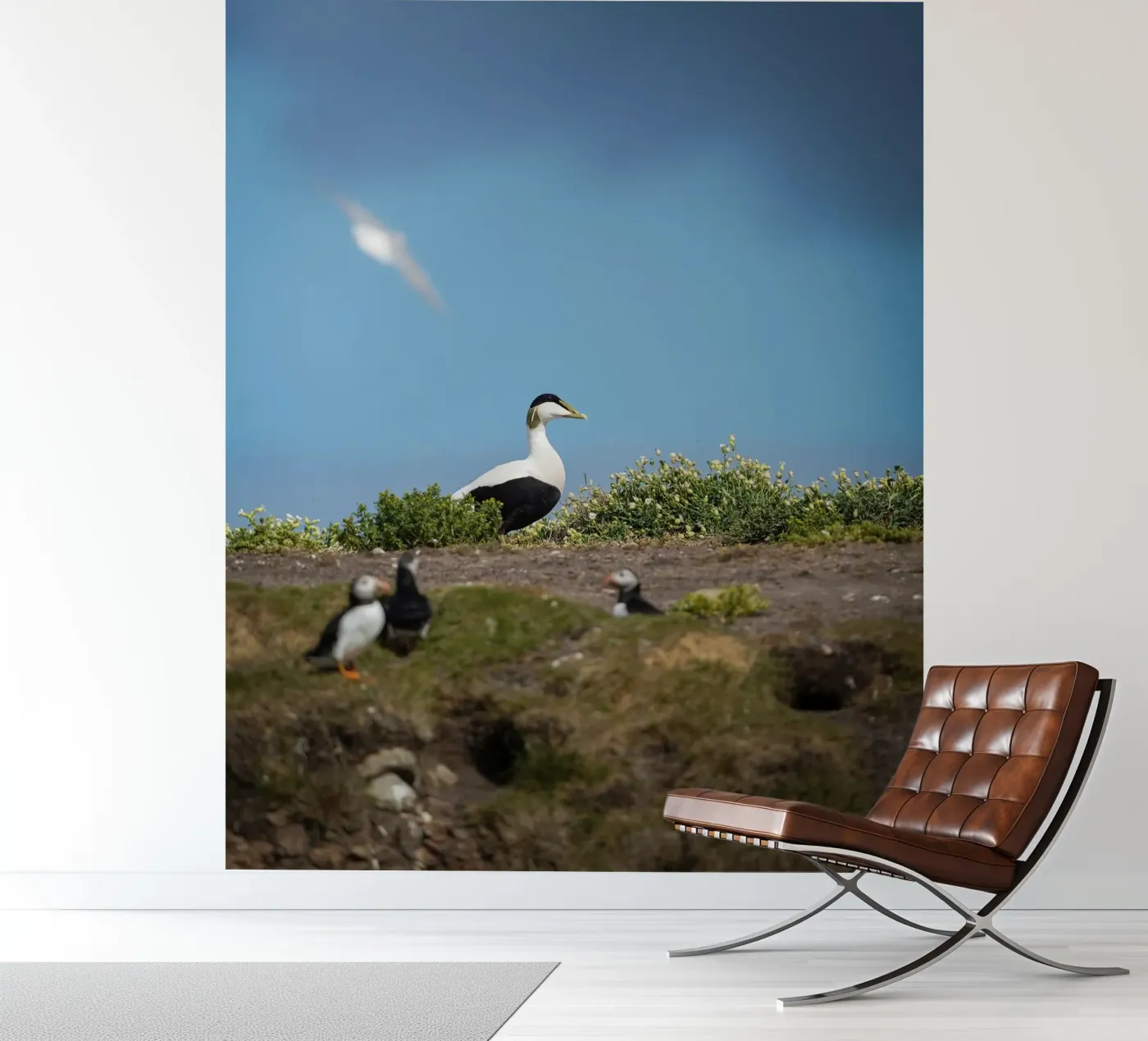 Common Eider photo wallpaper by Tom's Wildlife