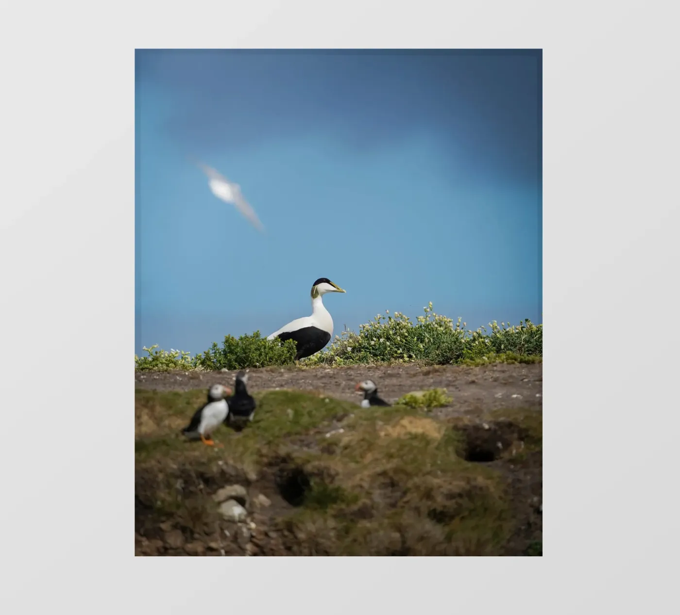 Common Eider fotobehang van Tom's Wildlife