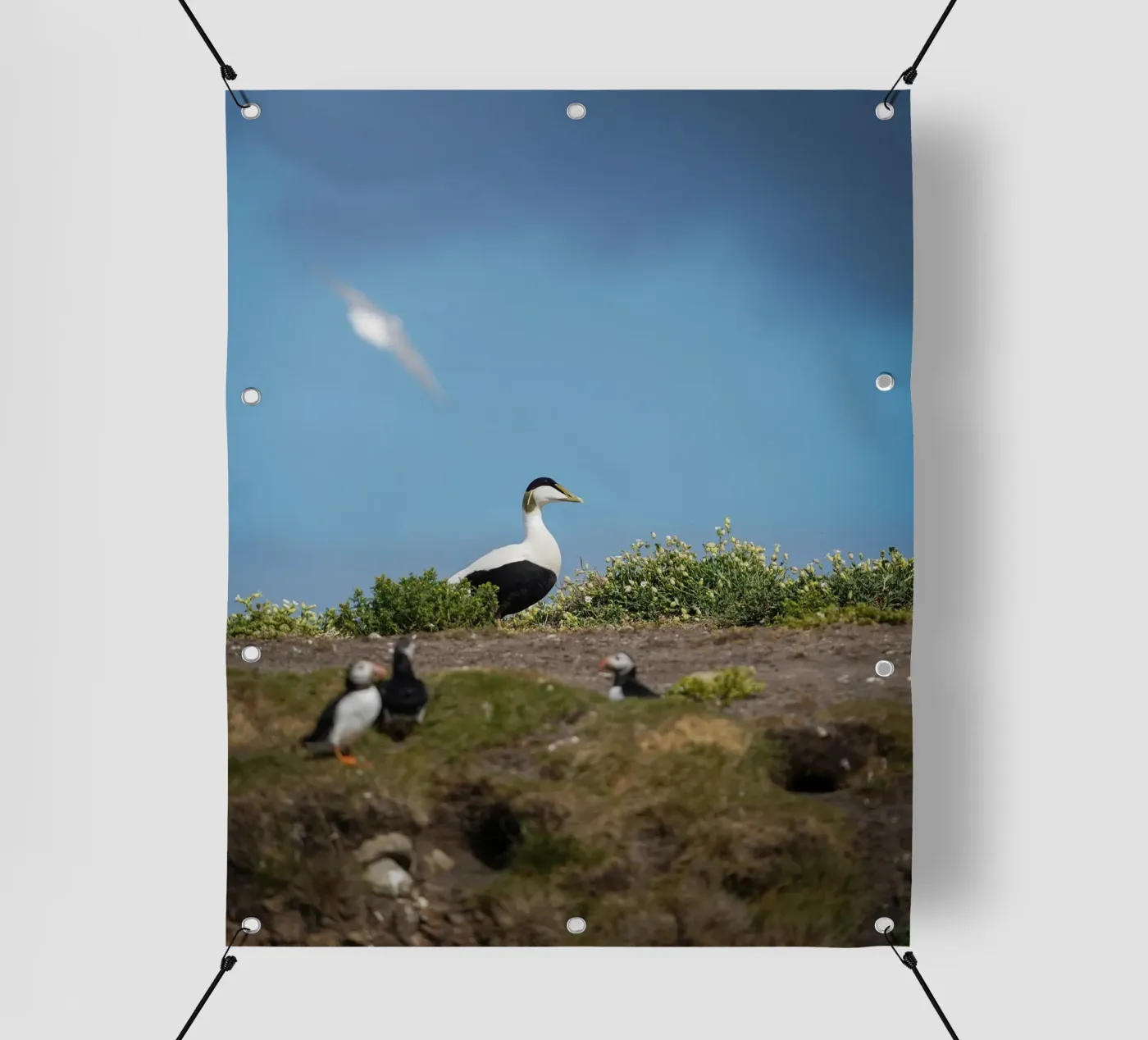 Common Eider pvc cover by Tom's Wildlife