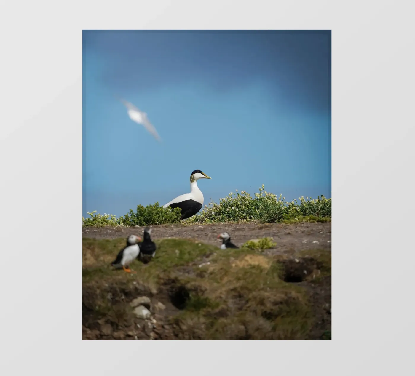 Common Eider bâche pvc de Tom's Wildlife