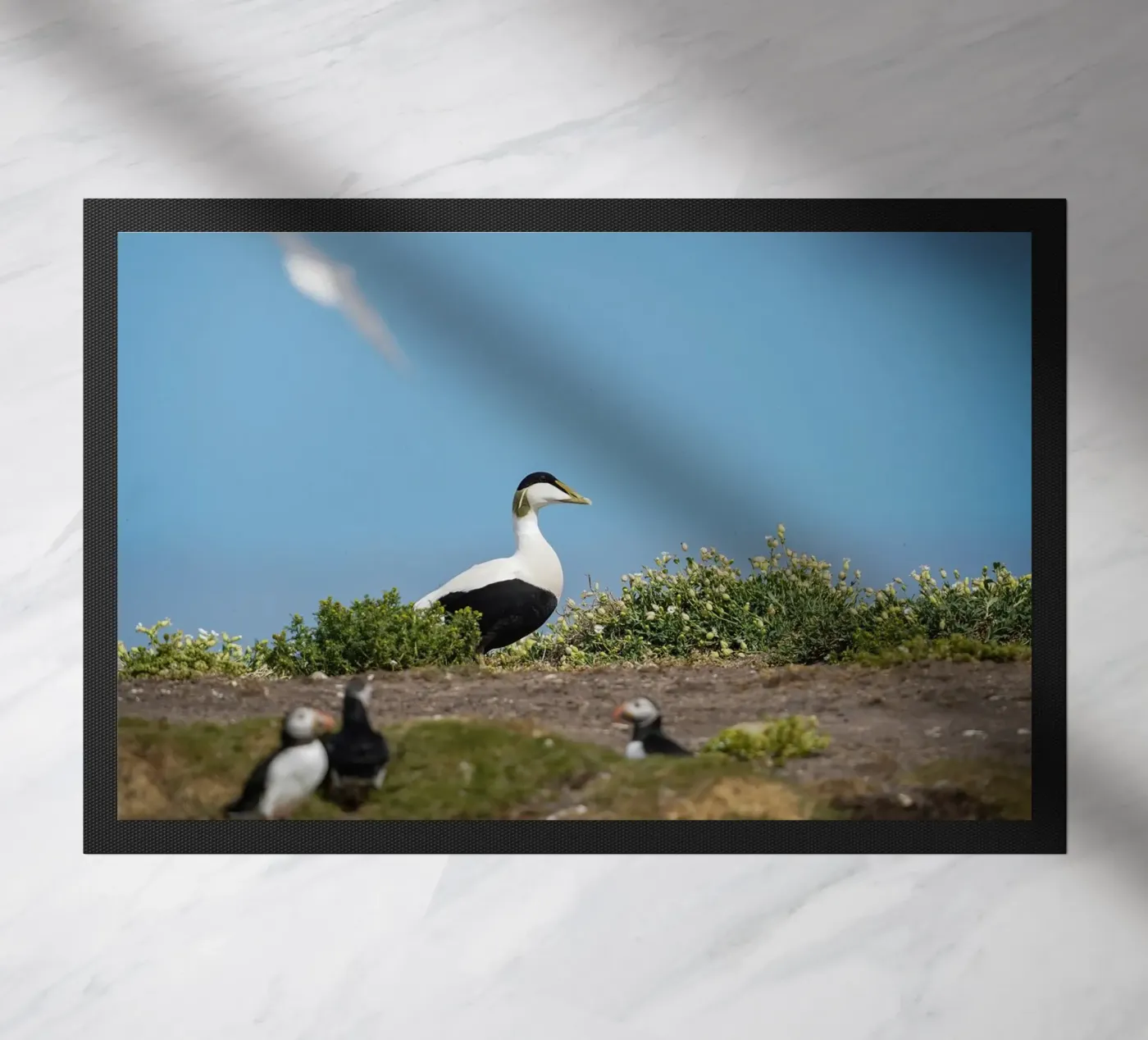Common Eider Fußmatte von Tom's Wildlife