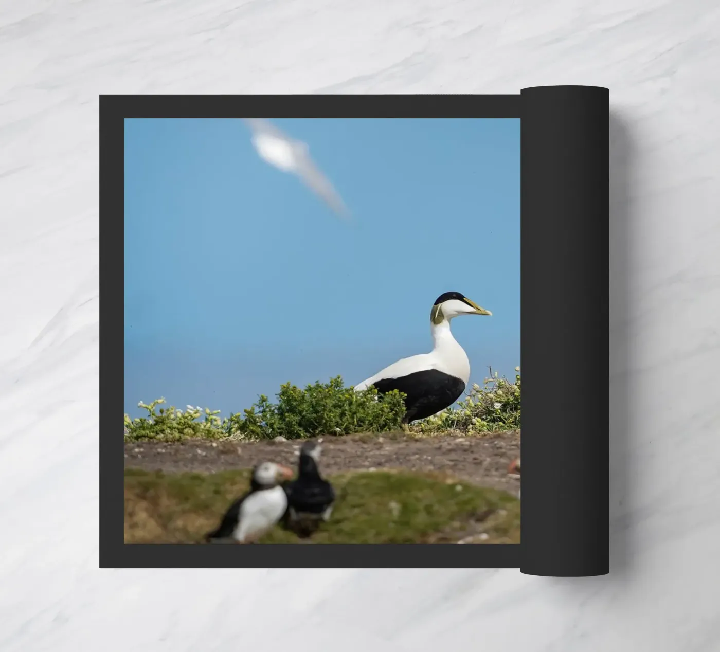 Common Eider Fußmatte von Tom's Wildlife