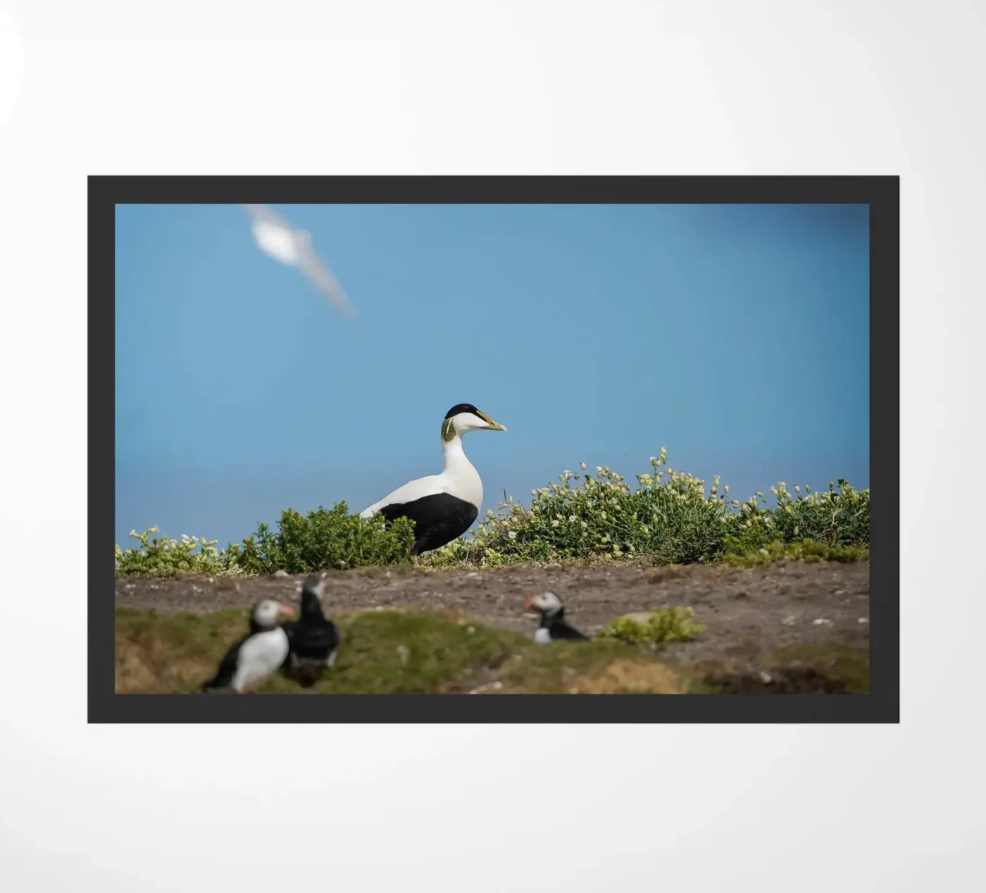 Common Eider Fußmatte von Tom's Wildlife