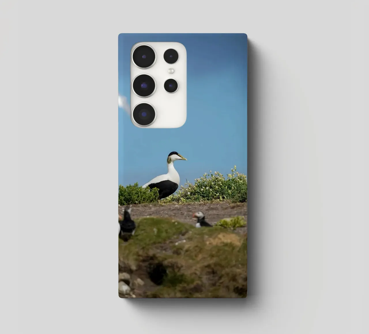 Edredone comune cover samsung da Tom's Wildlife