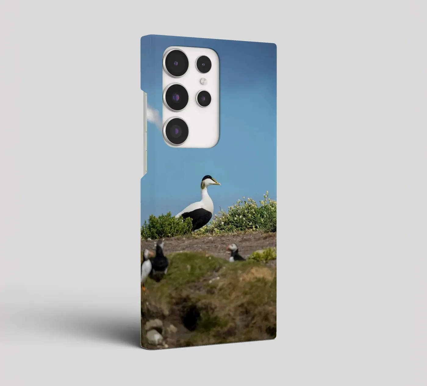 Edredone comune cover samsung da Tom's Wildlife