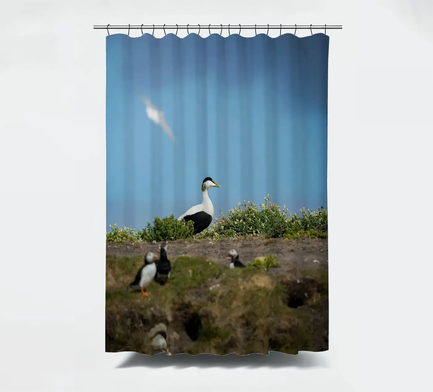 Eider commun rideau de douche de Tom's Wildlife