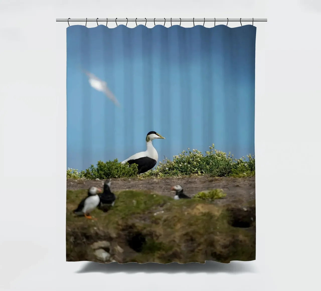 Common Eider Duschvorhang von Tom's Wildlife