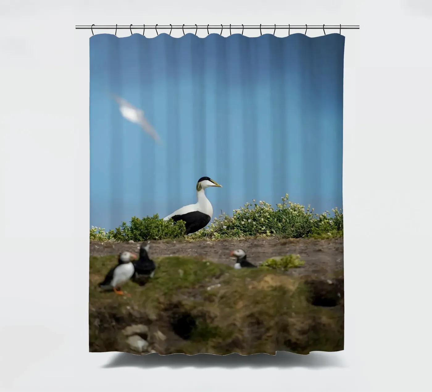 Eider commun rideau de douche de Tom's Wildlife