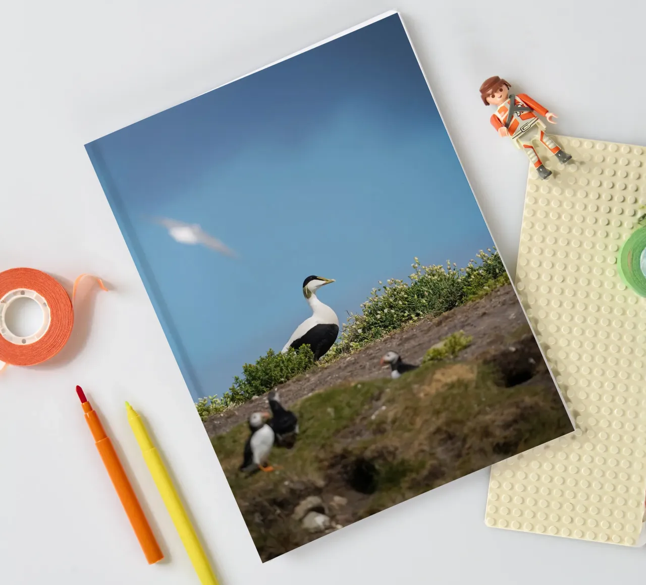 Common Eider notebook by Tom's Wildlife