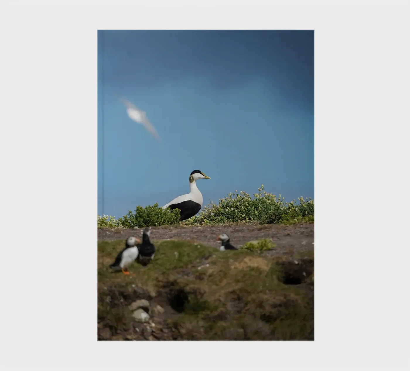 Common Eider notebook by Tom's Wildlife