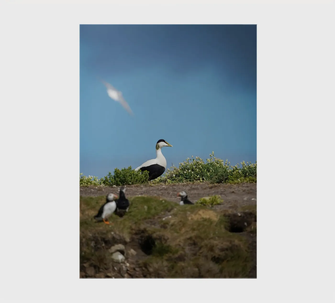 Common Eider notebook by Tom's Wildlife