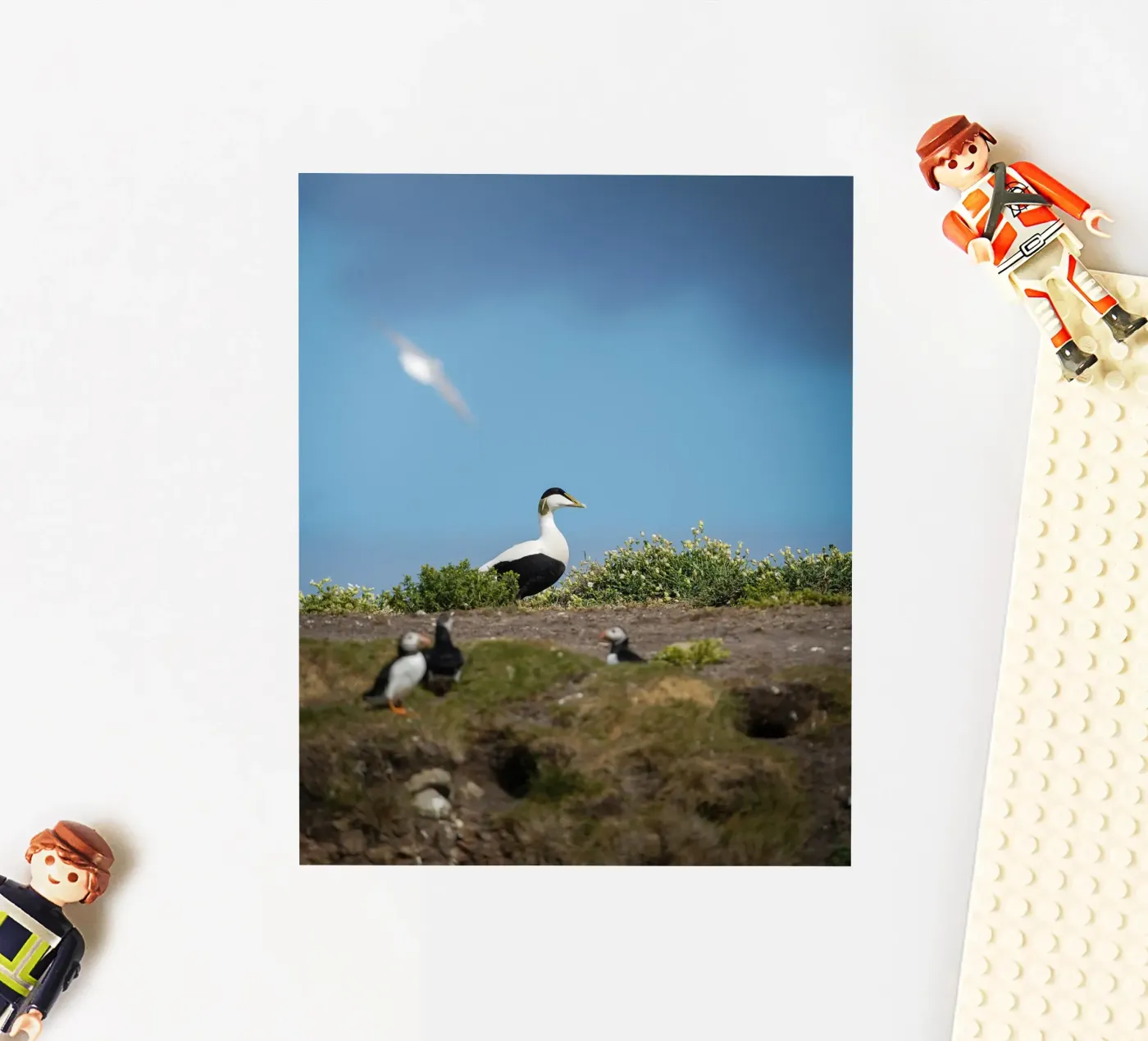 Common Eider Sticker von Tom's Wildlife