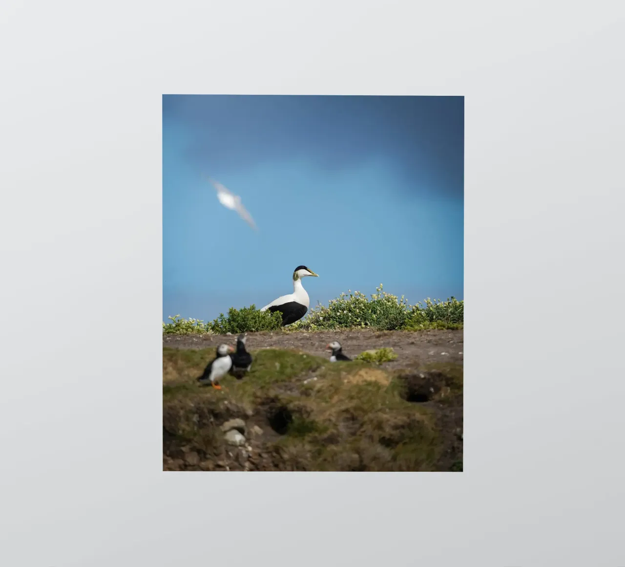 Common Eider sticker by Tom's Wildlife