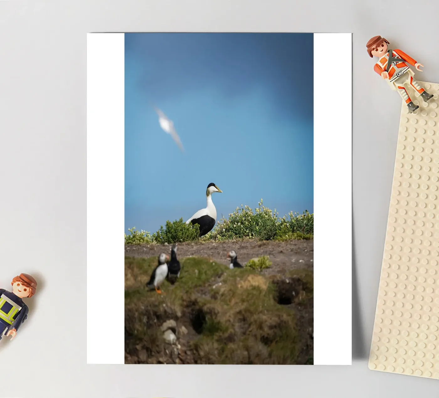 Common Eider stickervel van Tom's Wildlife