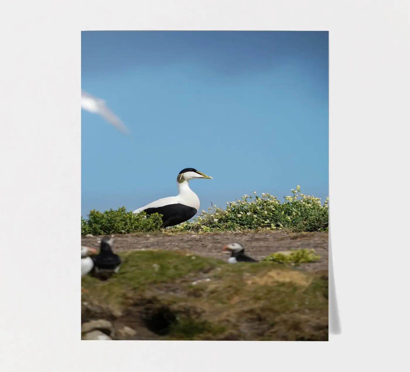 Common Eider stickervel van Tom's Wildlife