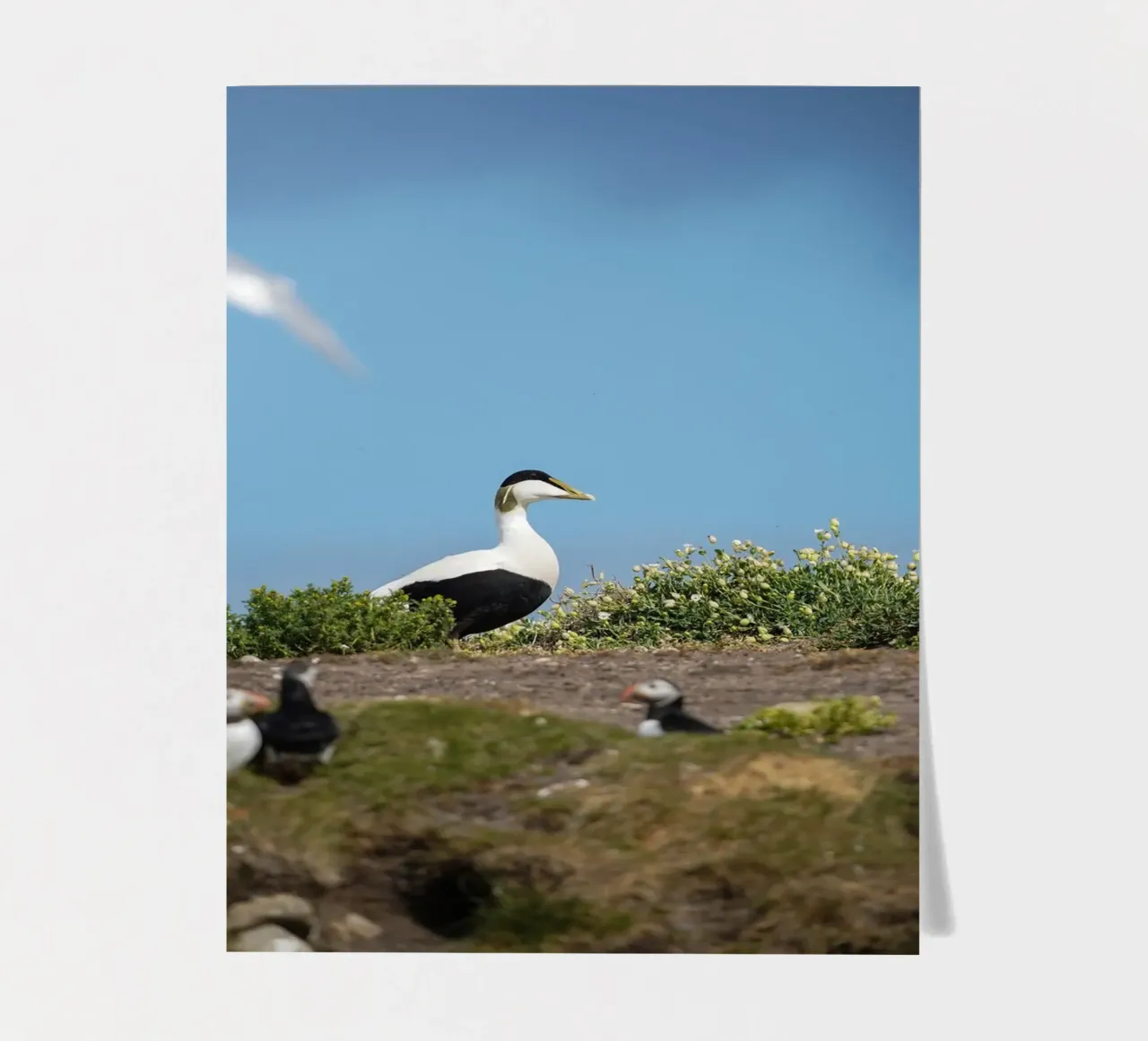 Common Eider sticker sheet by Tom's Wildlife