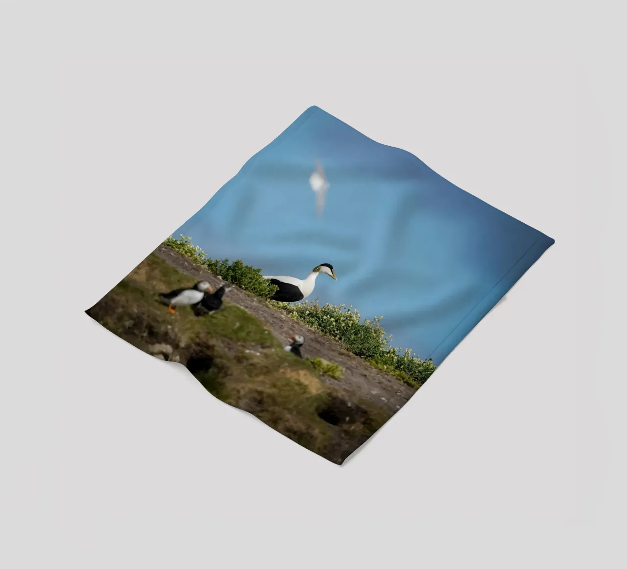 Common Eider Fleecedecke von Tom's Wildlife